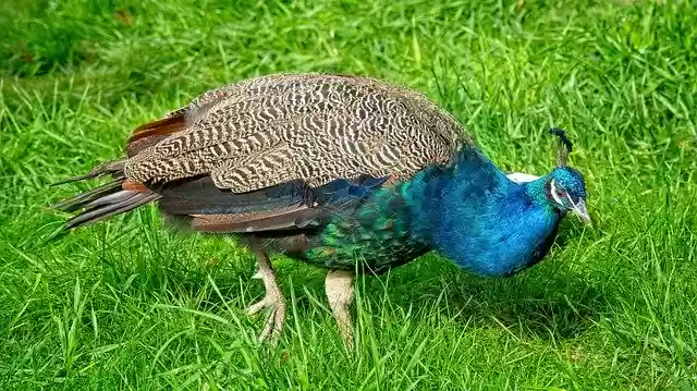 Free download Peacock Blue Feather -  free free photo or picture to be edited with GIMP online image editor