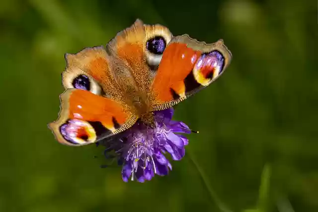 Free download peacock butterfly butterfly flower free picture to be edited with GIMP free online image editor