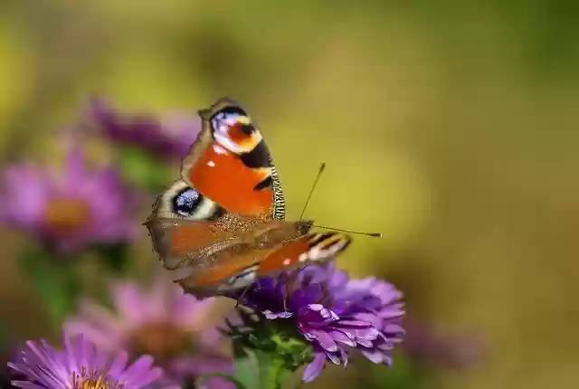 Free download peacock butterfly butterfly insect free picture to be edited with GIMP free online image editor