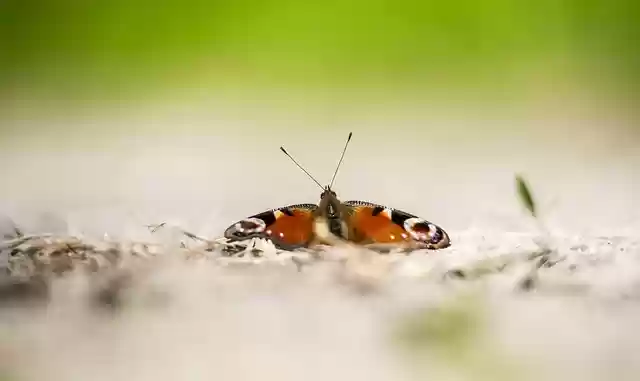 免费下载孔雀蝴蝶昆虫 aglais io 免费图片以使用 GIMP 免费在线图像编辑器进行编辑