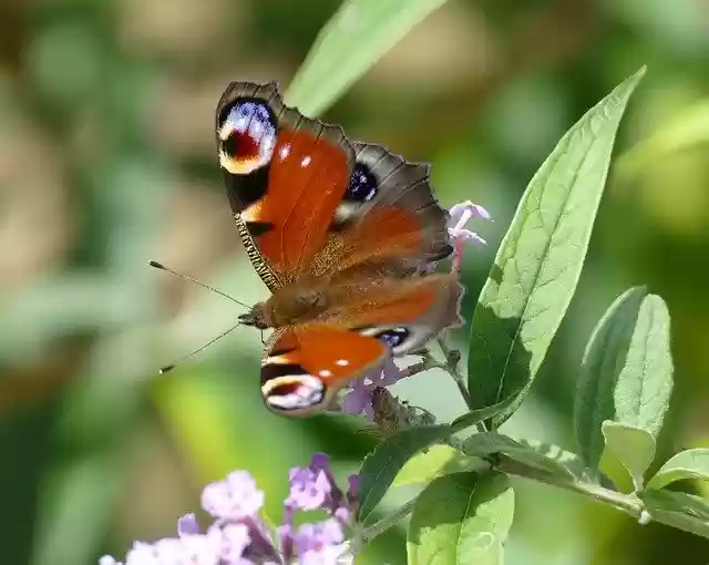 Descarga gratuita Peacock Butterfly Nature: foto o imagen gratuita para editar con el editor de imágenes en línea GIMP