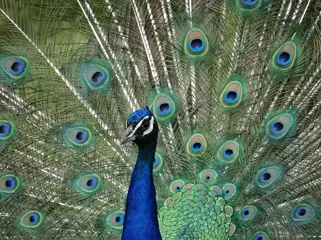 Free download Peacock Eyes Colorful -  free photo or picture to be edited with GIMP online image editor