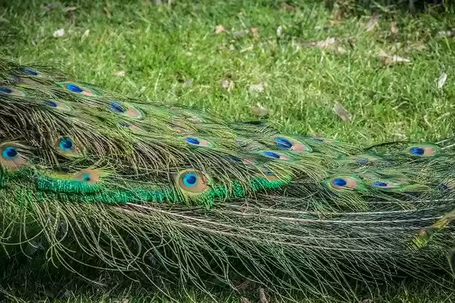 Free download Peacock Feather Bird -  free photo or picture to be edited with GIMP online image editor