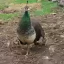 Peacock Flock  screen for extension Chrome web store in OffiDocs Chromium