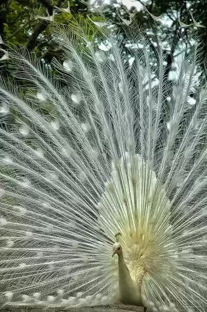Free download Peacock Luminous Courtship -  free photo or picture to be edited with GIMP online image editor