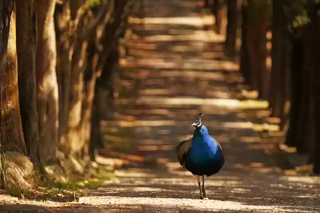 Free download peacock multicoloured light plumage free picture to be edited with GIMP free online image editor