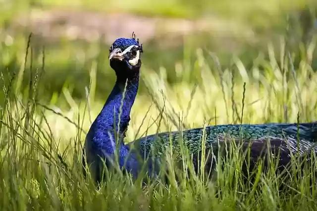 Free download peacock nature feather wildlife free picture to be edited with GIMP free online image editor