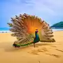 Peacock on the sand wallpaper  screen for extension Chrome web store in OffiDocs Chromium