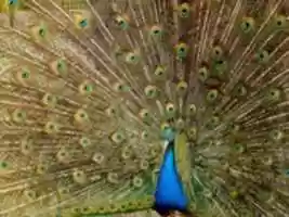 Free download Peacock pictures free photo or picture to be edited with GIMP online image editor