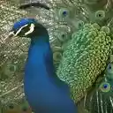 peacock wallpaper  screen for extension Chrome web store in OffiDocs Chromium