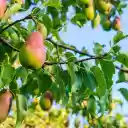 Pear  screen for extension Chrome web store in OffiDocs Chromium