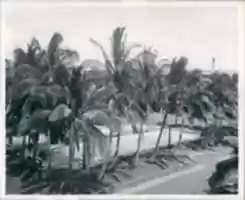 Free download Pearl Harbor free photo or picture to be edited with GIMP online image editor