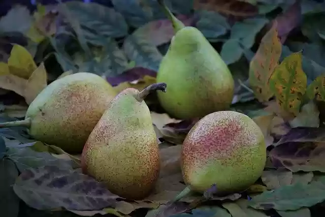 Free download pears leaves fruit fallen leaves free picture to be edited with GIMP free online image editor