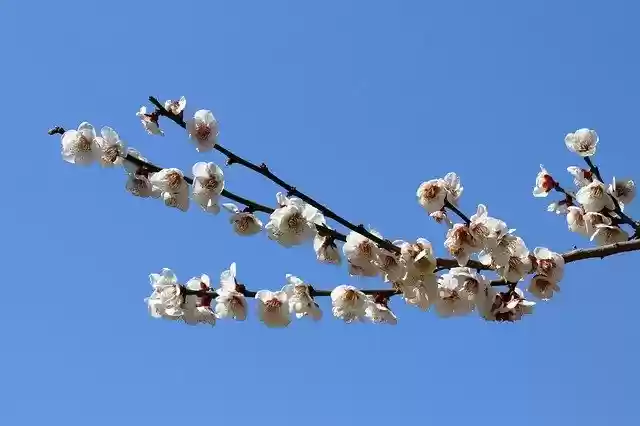 Free download Pear Tree Flowers Spring -  free photo or picture to be edited with GIMP online image editor