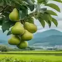 pear wallpaper  screen for extension Chrome web store in OffiDocs Chromium