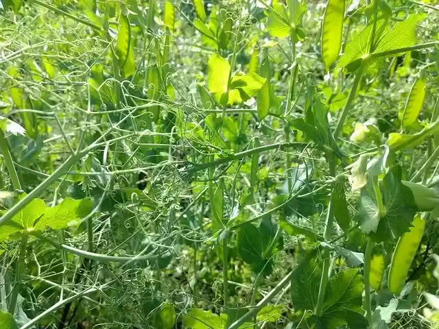 Free download Peas Green Vegetables -  free photo or picture to be edited with GIMP online image editor