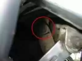 Free download pegaso-pics free photo or picture to be edited with GIMP online image editor