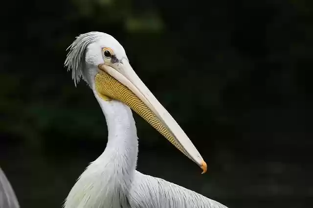 Free download pelican bird animal free picture to be edited with GIMP free online image editor