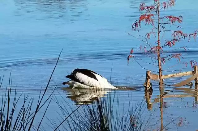 Free download Pelican Bird Diving -  free photo or picture to be edited with GIMP online image editor