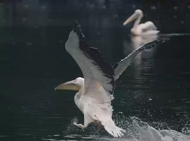 Free download pelican bird flying lake animal free picture to be edited with GIMP free online image editor