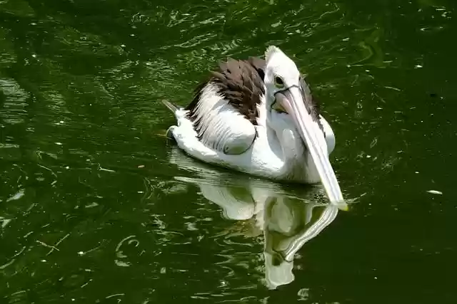 Free download pelican bird lake wild animal free picture to be edited with GIMP free online image editor