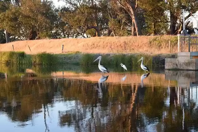 Free download Pelican Birds Avian -  free photo or picture to be edited with GIMP online image editor
