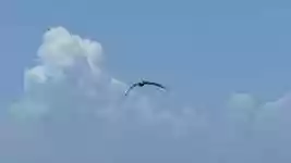 دانلود رایگان Pelican Bird Slow - ویدیوی رایگان قابل ویرایش با ویرایشگر ویدیوی آنلاین OpenShot
