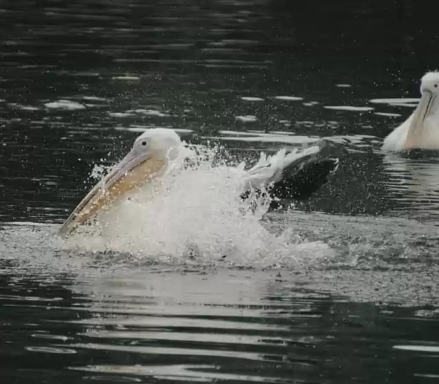 Free download pelican bird waterfowl plumage free picture to be edited with GIMP free online image editor