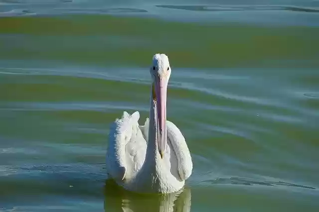 Free download Pelican Chapala Lake -  free photo or picture to be edited with GIMP online image editor