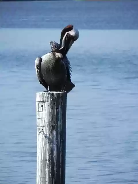 Free download Pelican Morning Beach -  free photo or picture to be edited with GIMP online image editor