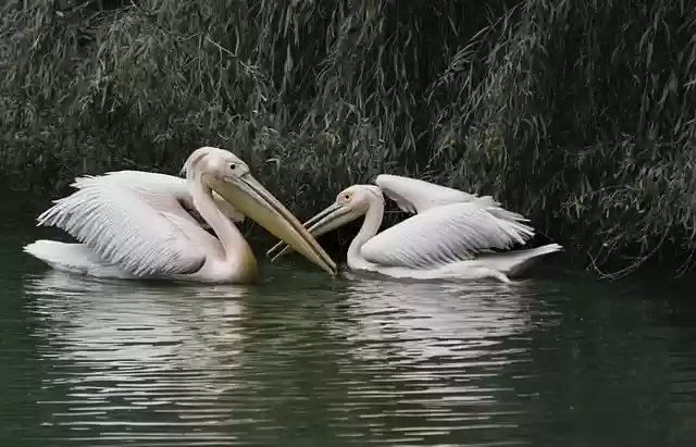 Free download pelicans birds lake animals free picture to be edited with GIMP free online image editor