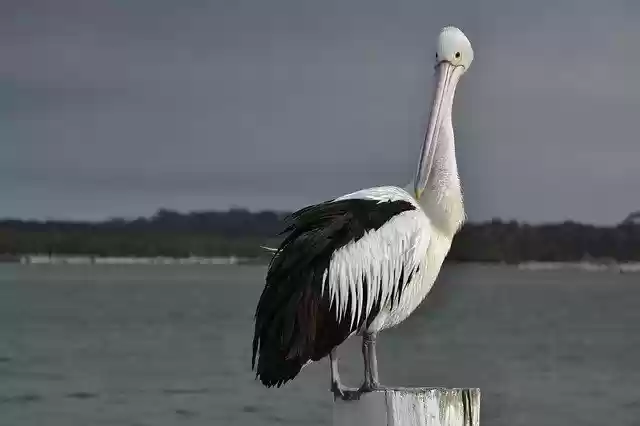 Free download Pelican Seabird Wildlife -  free photo or picture to be edited with GIMP online image editor