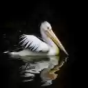 Pelicans swim  screen for extension Chrome web store in OffiDocs Chromium