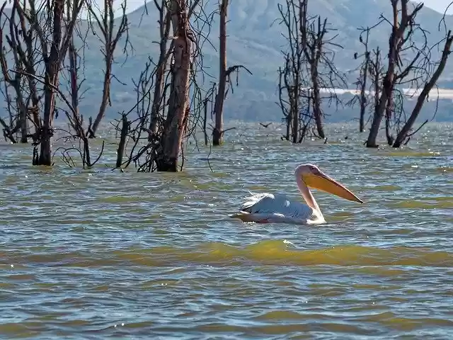 Free download Pelican Swim Lake -  free photo or picture to be edited with GIMP online image editor