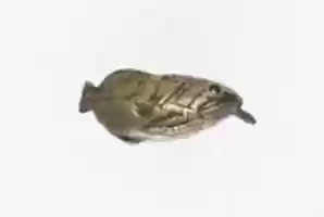 Free download Pendant, fish free photo or picture to be edited with GIMP online image editor
