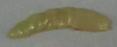 Free download Pendant in the Shape of a Silk Worm free photo or picture to be edited with GIMP online image editor