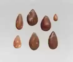 Free download Pendants: cowrie shells free photo or picture to be edited with GIMP online image editor