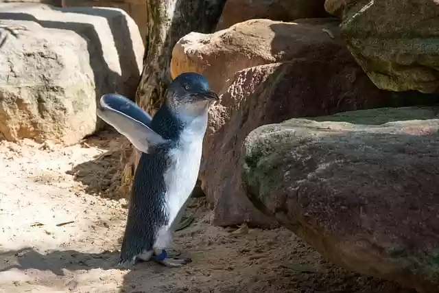 Free download penguin australian little penguin free picture to be edited with GIMP free online image editor
