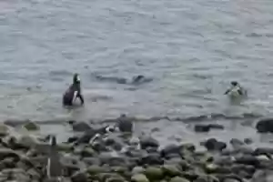 Free download Penguins in the Surf free photo or picture to be edited with GIMP online image editor