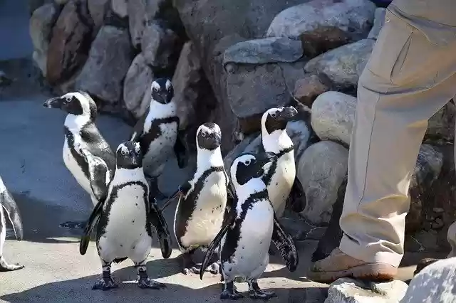 Free download Penguins Zoo Birds -  free photo or picture to be edited with GIMP online image editor