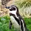 OffiDocs Chromium의 Chrome 웹 스토어 확장 프로그램을 위한 펭귄 테마 화면