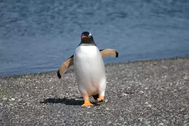 Free download penguin walk water edge water free picture to be edited with GIMP free online image editor