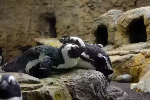 Free download Penguin Zoo Animals -  free photo or picture to be edited with GIMP online image editor