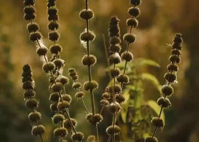 Free download pennyroyal flowers plant fall free picture to be edited with GIMP free online image editor