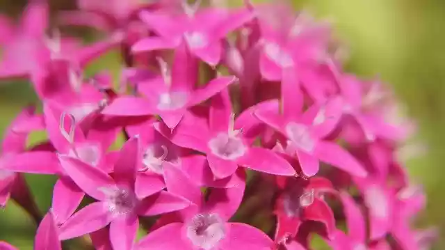 Free download Pentas Lanceolata Pink -  free photo or picture to be edited with GIMP online image editor