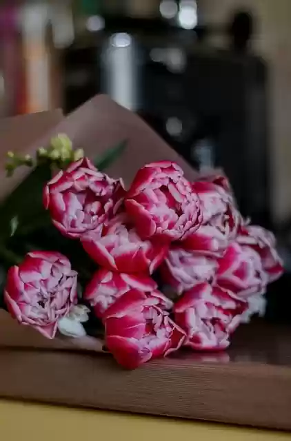 Free download peonies flowers plants pink flowers free picture to be edited with GIMP free online image editor