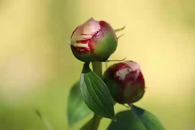 Free download peony flower flower buds spring free picture to be edited with GIMP free online image editor