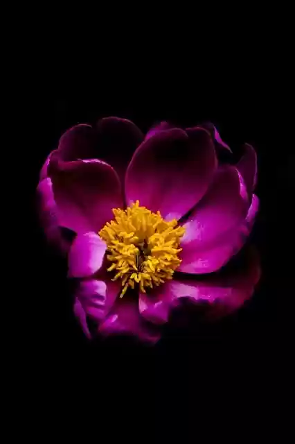 Free download peony flower pink flower free picture to be edited with GIMP free online image editor
