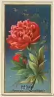 Free download Peony (Paeonia Officinatis), from the Flowers series for Old Judge Cigarettes free photo or picture to be edited with GIMP online image editor