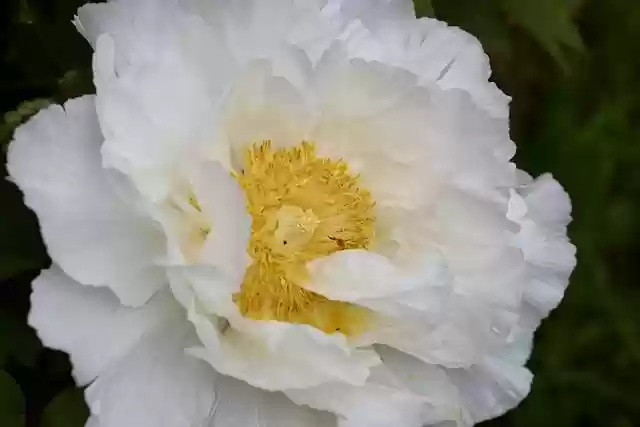 Free download peony petals stamens bush peony free picture to be edited with GIMP free online image editor